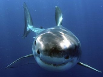 Ученые: геном белой акулы схож с человеческим