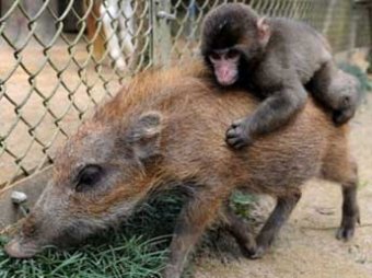 Генетик шокировал мир: человек произошел от союза шимпанзе и свиньи