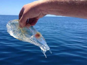 Рыбак вытащил из океана странное прозрачное существо