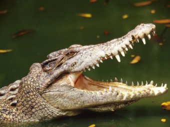 В Австралии крокодил утащил под воду 12-летнего ребёнка