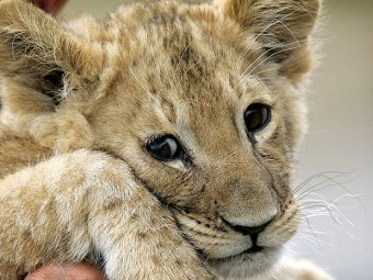 Зоозащитники: избитый львёнок был куплен у братьев Запашных