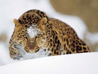 Один из последних амурских леопардов стал жертвой китайского браконьера