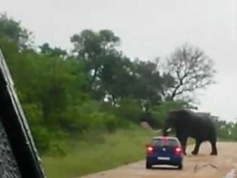 Разъяренный слон перевернул машину с туристами