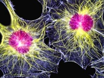 Ученые доказали, что стволовые клетки могу спровоцировать рак