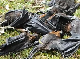 На Австралию обрушился дождь из мертвых летучих мышей