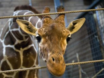 В зоопарке Копенгагена на глазах посетителей убили жирафа