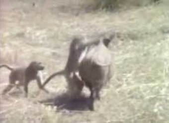 Ролик с обезьянами, сбегающими верхом на кабане, стал хитом в Сети