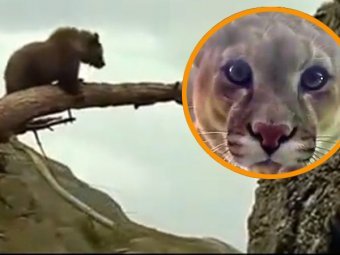 Уникальный фильм "Медведь" переживает второе рождение в Сети