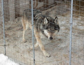 В Дании теперь на глазах у детей расчленили волка