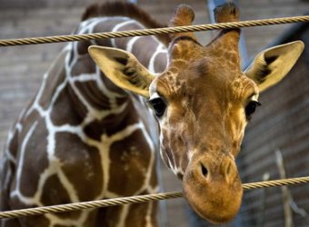 В Дании хотят умертвить еще одного жирафа Мариуса
