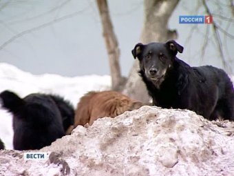Стая собак насмерть загрызла десятилетнюю девочку в Якутии
