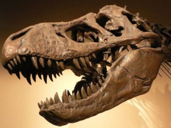 На Аляске нашли останки неизвестного науке тиранозавра-пигмея