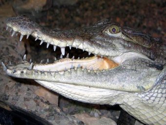 На улице в Петербурге нашли нильского крокодила