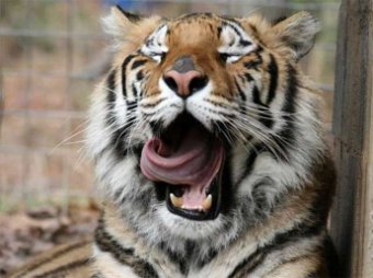 В Приморском посёлке тигр утащил в лес и загрыз алабая