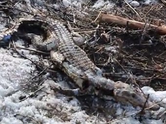 В Чебоксарах найден мертвый крокодил