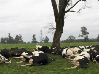 В Чили от удара молнии погибло стадо коров