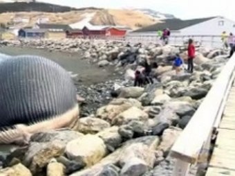 Канадский пляж оказался в опасности из-за туши кита