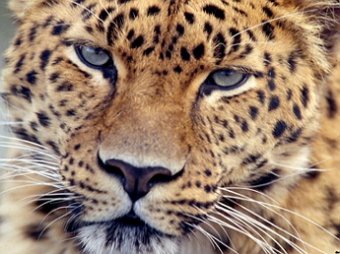 В Подольске цирковой леопард напал на мать с ребенком