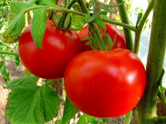 Учёные: любовь к помидорам приводит к появлению неприятного запаха пота