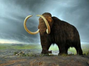 Археологи доказали, что в вымирании мамонтов и людей метеорит не виноват
