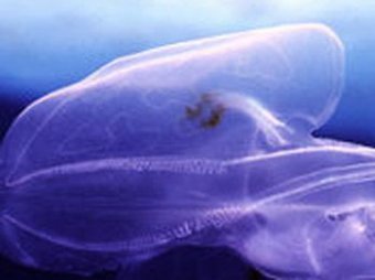 Учёные нашли "инопланетное желе" в океане