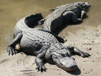 Пятиметровый крокодил проглотил туриста во время экскурсии по Австралии