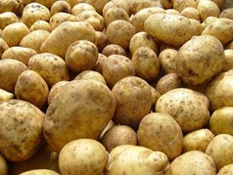 Россия запретила ввоз в страну картофеля из Украины