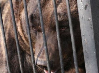 В Ростовской области медведь откусил кисть девочке
