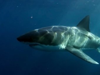 У берегов Австралии засняли гигантского монстра, пожирающего акул