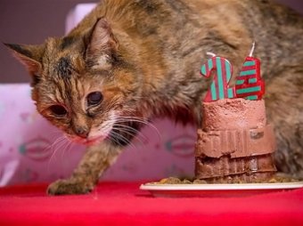 На 25 году жизни умерла самая пожилая в мире кошка
