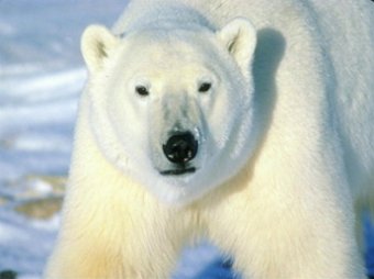 Впервые в мире белый медведь заснял себя на видео