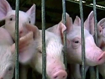 Роспотребнадзор усмотрел в появлении чумы свиней в России грузинский след