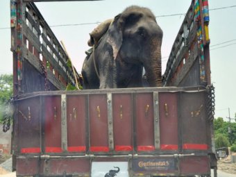 В Индии слон расплакался после освобождения из 50-летнего рабства