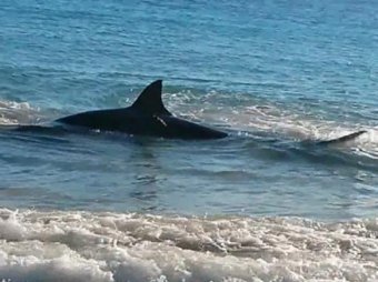 В Австралии гигантская акула подавилась морским львом и умерла