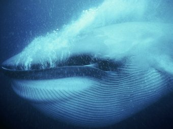 В США огромный синий кит перевернул лодку с пассажирами