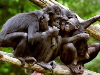 Британские ученые научились понимать язык жестов шимпанзе