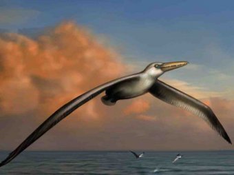 Учёные нашли кости крупнейшей летающей птицы в истории Земли