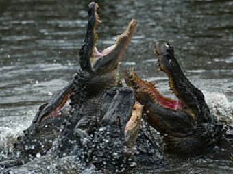 В США обнаружен двухголовый крокодил