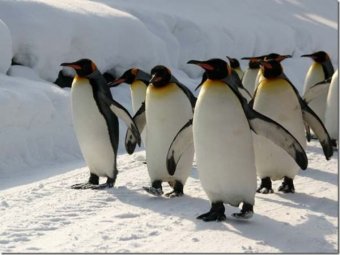 Ученые: когда-то на Земле жили пингвины размером с баскетболиста