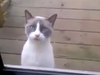 "Самый разговорчивый кот в мире" стал новым героем YouTube