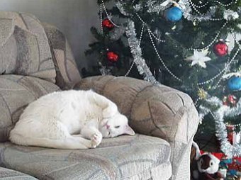 Россияне получили 11-дневные новогодние каникулы