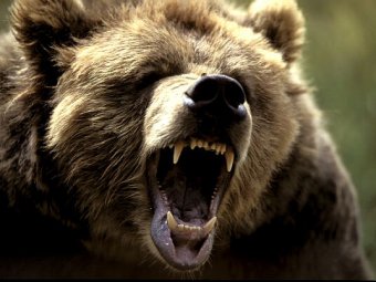 В Томской области медведь разорвал мужчину на глазах жены