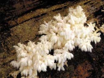 В Саяно-Шушенском заповеднике ученые нашли редкий гриб-антидепрессант