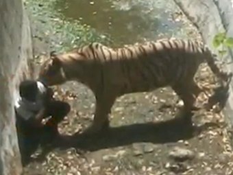 Белый тигр загрыз мальчика в индийском зоопарке (видео)
