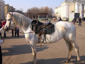 Голая женщина на лошади в центре Москвы шокировала прохожих (фото, видео)
