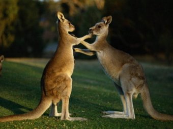 В пригороде Сиднея подрались кенгуру