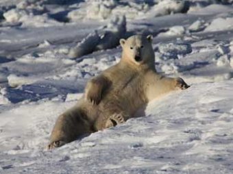 Россия просит ООН расширить границы владений за счет Арктики