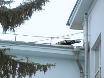 ВИДЕО с огромной змеёй на крыше шокировало жителей Самары (видео)