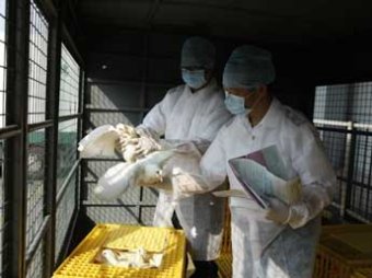В Китае выявили два новых штамма птичьего гриппа, Россия усиливает меры безопасности