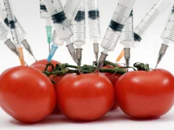 Роспотребнадзор: Правительство может ввести в России запрет на ГМО